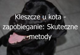 Kleszcze u kota – zapobieganie: Skuteczne metody ochrony kota przed kleszczami i chorobami przenoszonymi przez nie