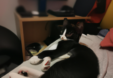 Jak odczytać język ciała psa: nauka rozumienia gestów, pozy i mimiki