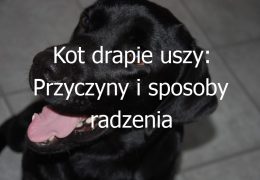 Kot drapie uszy: Przyczyny i sposoby radzenia sobie z tym zachowaniem u kotów
