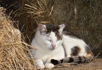 Jak nauczyć psa czystości? Skuteczne metody i triki
