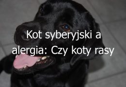 Kot syberyjski a alergia: Czy koty rasy syberyjskiej są odpowiednie dla osób z alergią?