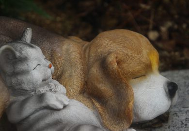 Kupię Shih Tzu: Poszukiwanie szczeniaka rasy shih tzu