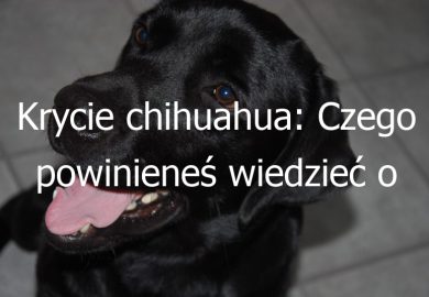 Krycie chihuahua: Czego powinieneś wiedzieć o procesie krycia psa rasy chihuahua