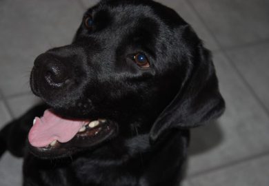 Jak wprowadzić nowego psa do domu: porady i wskazówki