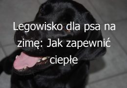 Legowisko dla psa na zimę: Jak zapewnić ciepłe i wygodne legowisko dla Twojego psa w okresie zimowym
