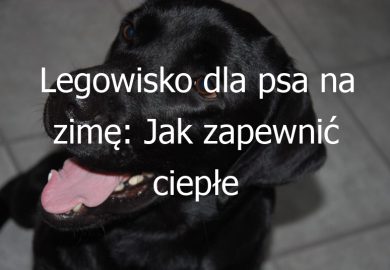 Legowisko dla psa na zimę: Jak zapewnić ciepłe i wygodne legowisko dla Twojego psa w okresie zimowym