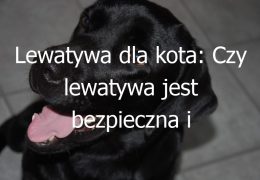 Lewatywa dla kota: Czy lewatywa jest bezpieczna i stosowana u kotów?