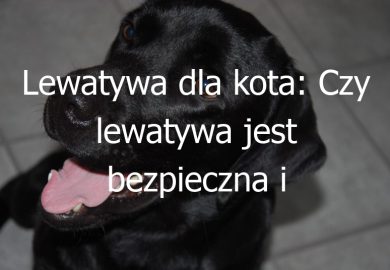 Lewatywa dla kota: Czy lewatywa jest bezpieczna i stosowana u kotów?