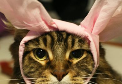 Jak pomóc psu w okresie adaptacji w nowym otoczeniu?