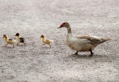 Problemy zdrowotne u starszych psów: Jak zapewnić im komfort?