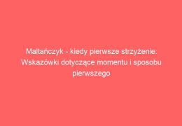 Maltańczyk – kiedy pierwsze strzyżenie: Wskazówki dotyczące momentu i sposobu pierwszego strzyżenia psa rasy Maltańczyk