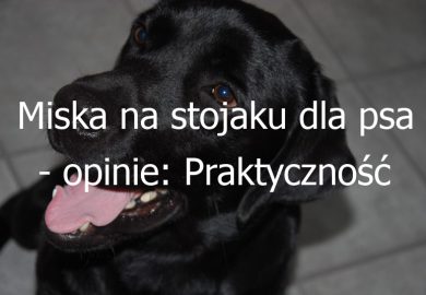 Miska na stojaku dla psa – opinie: Praktyczność i zalety korzystania z misek na stojaku dla psów – opinie użytkowników