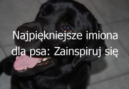 Najpiękniejsze imiona dla psa: Zainspiruj się naszą listą i wybierz idealne imię dla swojego pupila