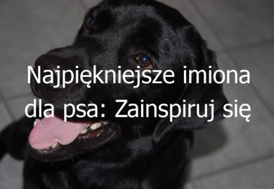 Najpiękniejsze imiona dla psa: Zainspiruj się naszą listą i wybierz idealne imię dla swojego pupila