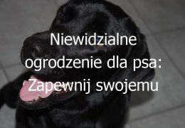 Niewidzialne ogrodzenie dla psa: Zapewnij swojemu psu swobodę i bezpieczeństwo wokół domu