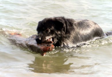 Czy psy mogą wyczuwać raka? Naukowe badania zdolności diagnostycznych zwierząt