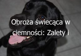 Obroża świecąca w ciemności: Zalety i popularne modele obroży dla zwierząt, które świecą w ciemności