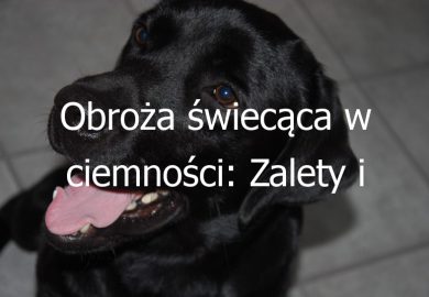 Obroża świecąca w ciemności: Zalety i popularne modele obroży dla zwierząt, które świecą w ciemności