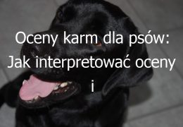 Oceny karm dla psów: Jak interpretować oceny i opinie dotyczące różnych karm dla psów