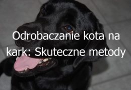 Odrobaczanie kota na kark: Skuteczne metody odrobaczania kota za pomocą preparatów na kark