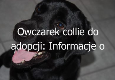 Owczarek collie do adopcji: Informacje o owczarkach collie dostępnych do adopcji