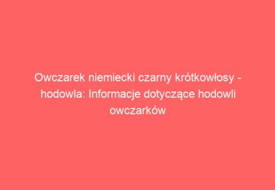 Owczarek niemiecki czarny krótkowłosy – hodowla: Informacje dotyczące hodowli owczarków niemieckich czarnych krótkowłosych