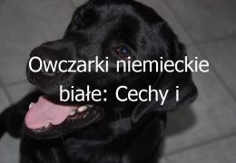 Owczarki niemieckie białe: Cechy i charakterystyka owczarków niemieckich w odmianie białej