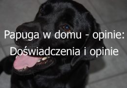 Papuga w domu – opinie: Doświadczenia i opinie właścicieli papug jako zwierząt domowych