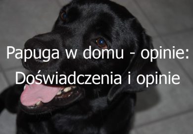 Papuga w domu – opinie: Doświadczenia i opinie właścicieli papug jako zwierząt domowych