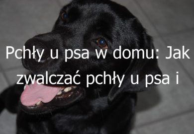 Pchły u psa w domu: Jak zwalczać pchły u psa i w domu