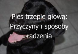Pies trzepie głową: Przyczyny i sposoby radzenia sobie z tym zachowaniem u psów