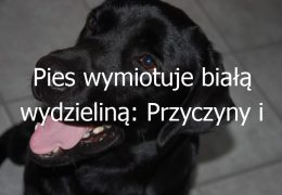 Pies wymiotuje białą wydzieliną: Przyczyny i możliwe rozwiązania problemu wymiotów z białą wydzieliną u psa
