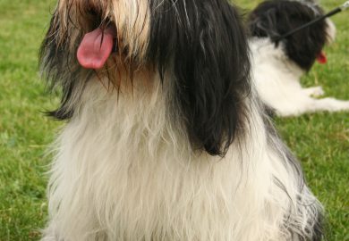 Sarenki Miniaturki: Charakterystyka i opieka nad sarenkami miniaturkami