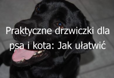 Praktyczne drzwiczki dla psa i kota: Jak ułatwić swoim zwierzakom swobodne poruszanie się w domu