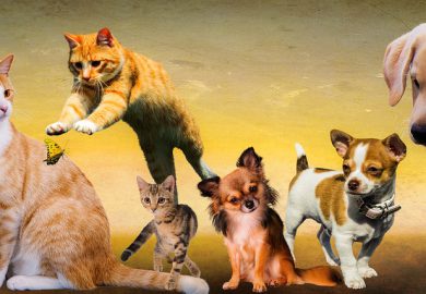 Malutkie Świnki Morskie: Pielęgnacja i opieka nad małymi świnkami morskimi