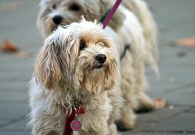 Psy – długość życia: Przegląd przeciętnej długości życia różnych ras psów