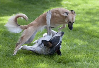 Zimowe spacery z psem: jak zapewnić bezpieczeństwo i komfort w chłodne dni