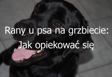 Rany u psa na grzbiecie: Jak opiekować się ranami na grzbiecie u psa i jak przyspieszyć proces gojenia