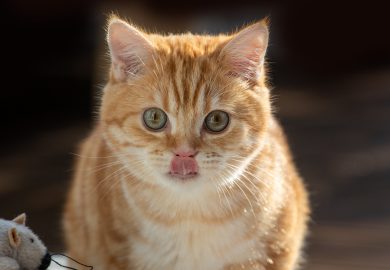 Jak wybrać idealne akwarium dla rybek?