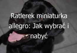 Ratlerek miniaturka allegro: Jak wybrać i nabyć zdrowego i dobrze socjalizowanego szczeniaka rasy ratlerek