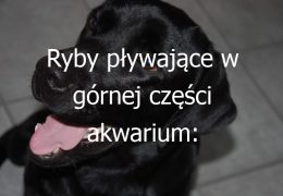 Ryby pływające w górnej części akwarium: Przegląd ryb, które preferują pływanie w górnej części akwarium