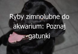 Ryby zimnolubne do akwarium: Poznaj gatunki idealne do utrzymania w niskiej temperaturze wody