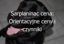 Sarplaninac cena: Orientacyjne ceny i czynniki wpływające na koszt zakupu psa rasy Sarplaninac