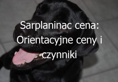 Sarplaninac cena: Orientacyjne ceny i czynniki wpływające na koszt zakupu psa rasy Sarplaninac
