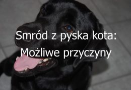 Smród z pyska kota: Możliwe przyczyny nieprzyjemnego zapachu z pyska kota i jak temu zaradzić