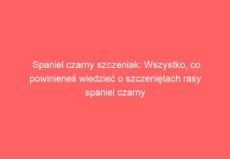 Spaniel czarny szczeniak: Wszystko, co powinieneś wiedzieć o szczeniętach rasy spaniel czarny