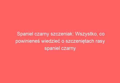Spaniel czarny szczeniak: Wszystko, co powinieneś wiedzieć o szczeniętach rasy spaniel czarny