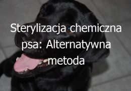Sterylizacja chemiczna psa: Alternatywna metoda kontroli reprodukcji u psów