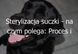 Sterylizacja suczki – na czym polega: Proces i korzyści z zabiegu sterylizacji u suczek