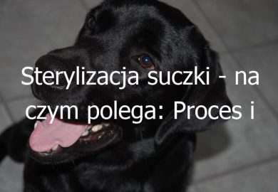 Sterylizacja suczki – na czym polega: Proces i korzyści z zabiegu sterylizacji u suczek